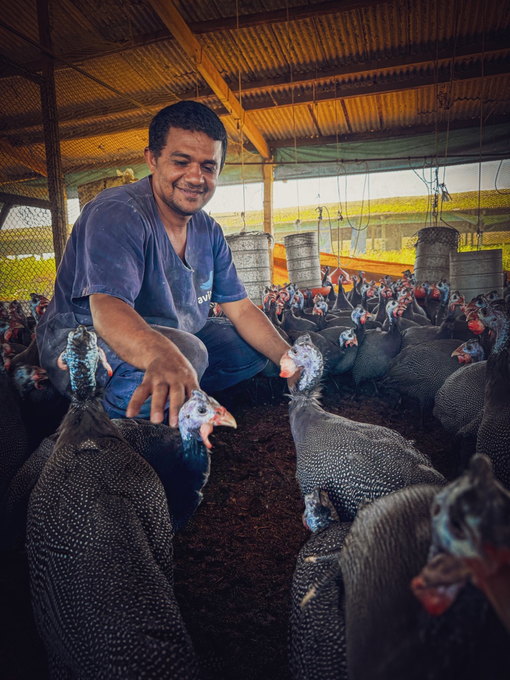 Criação de Galinhas-d’Angola na granja Avibra