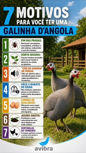 Galinha-d’Angola da Avibra