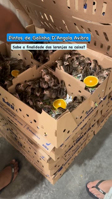 Bastidores da criação Avibra