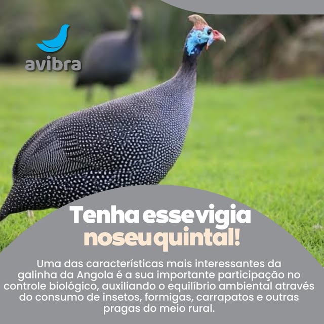 Dia a dia da Avibra
