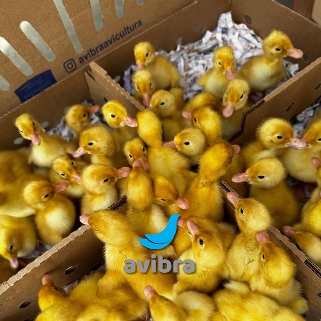 Criação de aves Avibra