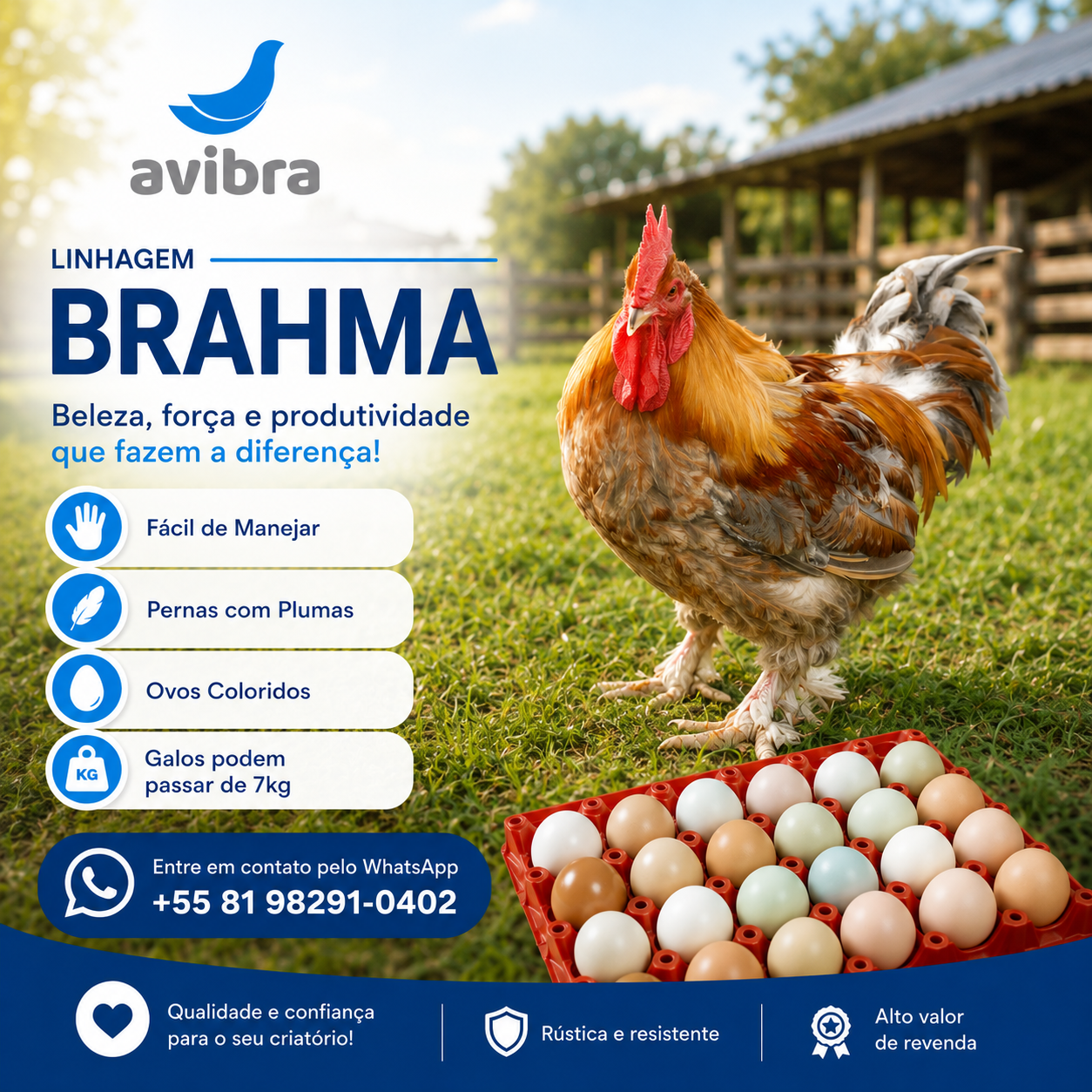 Brahma