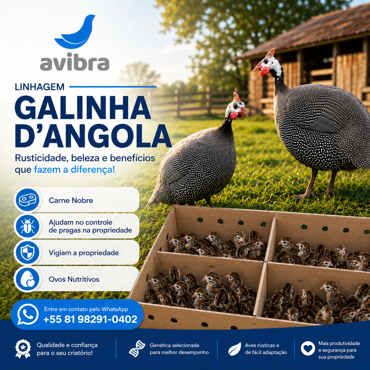 Galinha-d’Angola